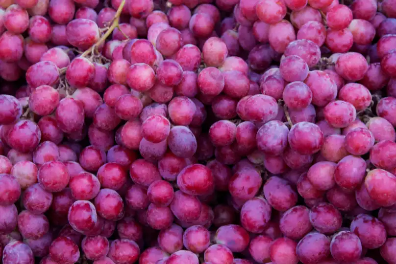 Red Grapes Antioxidants