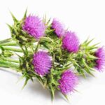 Milk Thistle