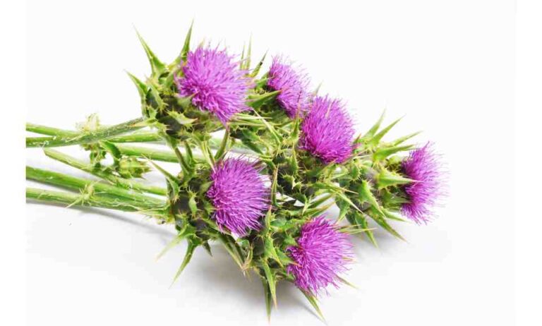 Milk Thistle